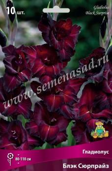 Гладиолус Блэк Сюрпрайз (10шт) крупноцветковый 10/12