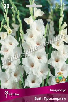 Гладиолус Вайт Просперити (10шт) крупноцветковый 10/12