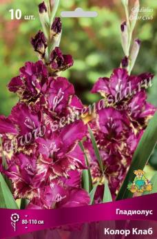 Гладиолус Колор Клаб (10шт) крупноцветковый 10/12