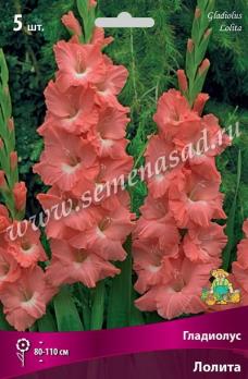 Гладиолус Лолита (5шт) крупноцветковый 12/14