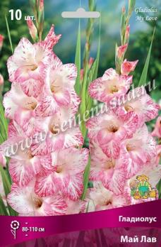 Гладиолус Май Лав (10шт) крупноцветковый 10/12