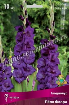 Гладиолус Пёпл Флора (10шт) крупноцветковый 10/12