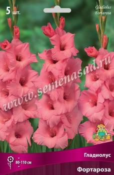 Гладиолус Фортароза (5шт) крупноцветковый 12/14