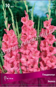 Гладиолус Эпплоз (10шт) крупноцветковый 10/12