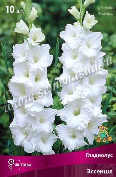 Гладиолус Эссеншл (10шт) крупноцветковый 10/12