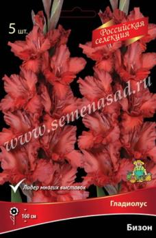 Гладиолус Бизон (5шт) Российская селекция 12/+