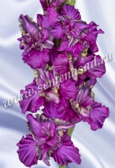 Гладиолус Инопланетянин (5шт) Российская селекция 12/+