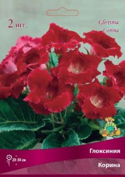 Глоксиния Корина  (1шт) 5/6разбор 25см