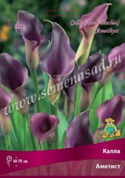 Калла Аметист (1шт)  14/16
