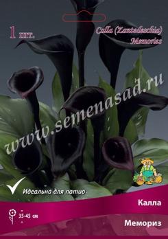 Калла Мемориз (1шт) 14/16