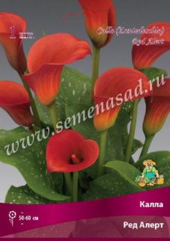 Калла Ред Алерт (1шт) 14/16