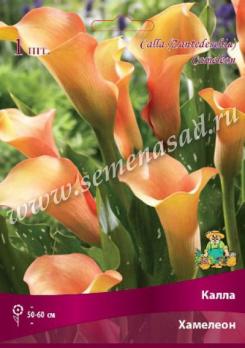 Калла Хамелеон (1шт) 14/16