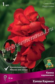 Канна Хэппи Кармен (1шт) карликовая I разбор