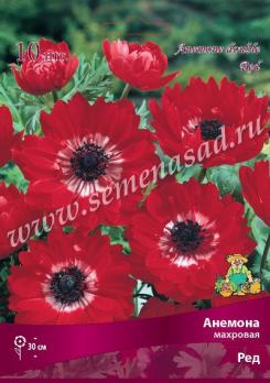 Анемона Ред махровая (10шт) 5/6