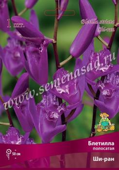 Блетилла Ши-Ран полосатая (1шт) I разбор