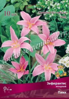 Зефирантес Пинк мощный (10шт) 6/+