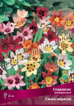 Спараксис Cмесь окрасок трёхцветный (10шт)  5/+