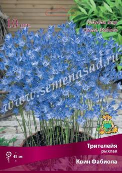 Трителейя Квин Фабиола рыхлая (10шт)  5/+