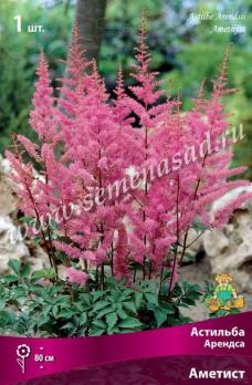 Астильба Арендса Аметис I (1шт) 80см