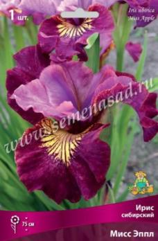 Ирис сибирский Мисс Эппл I (1шт) 70см