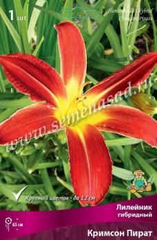 Лилейник Кримсон Пират гибридный (1шт) I разбор