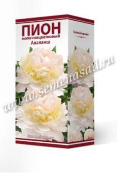 Пион Аваланш  молочноцветковый (1шт) 2-3 разбор
