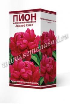 Пион Адольф Руссо  молочноцветковый (1шт) 2-3 разбор