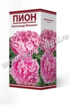 Пион Александр Флеминг  молочноцветковый (1шт) 2-3 разбор