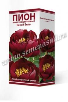 Пион Бакай Бель  молочноцветковый (1шт) 2-3 разбор