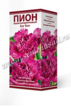 Пион Биг Бен  молочноцветковый (1шт) 2-3 разбор