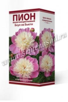 Пион Боул ов Бьюти  молочноцветковый (1шт) 2-3 разбор