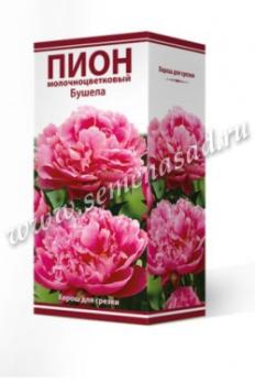 Пион Бушела  молочноцветковый (1шт) 2-3 разбор