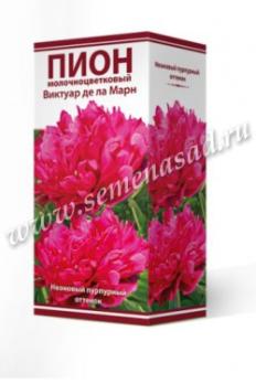 Пион Виктуар де ла Марн  молочноцветковый (1шт) 2-3 разбор