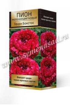 Пион Генри Бокстос   молочноцветковый (1шт) 2-3 разбор
