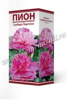 Пион Гилберт Бартело молочноцветковый (1шт) 2-3 разбор