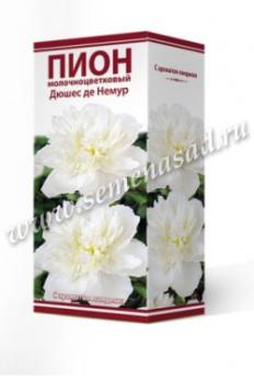 Пион Дюшес де Немур  молочноцветковый (1шт) 2-3 разбор