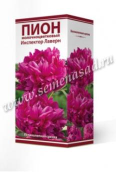 Пион Инспектор Лаверн  молочноцветковый (1шт) 2-3 разбор