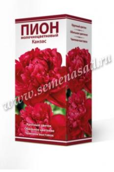 Пион Канзас  молочноцветковый (1шт) 2-3 разбор