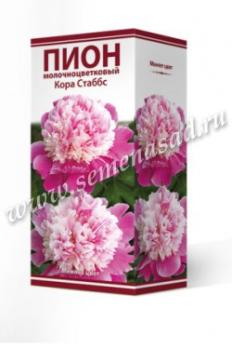 Пион Кора Стаббс  молочноцветковый (1шт) 2-3 разбор