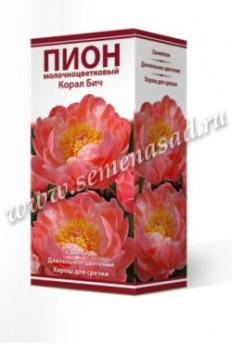 Пион Корал Бич  молочноцветковый (1шт) 2-3 разбор