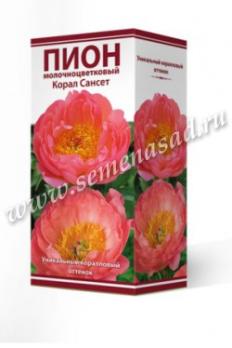 Пион Корал Сансет  молочноцветковый (1шт) 2-3 разбор