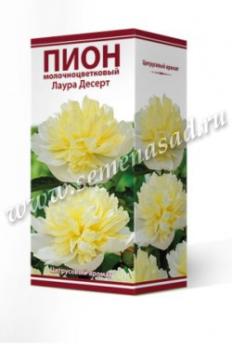 Пион Лаура Десерт  молочноцветковый (1шт) 2-3 разбор