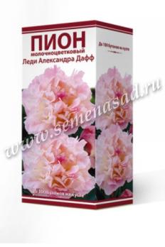 Пион Леди Александра Дафф молочноцветковый (1шт) 2-3 разбор