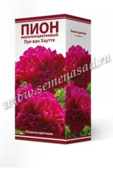 Пион Луи ван Хаутте молочноцветковый (1шт) 2-3 разбор