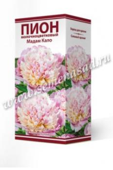 Пион Мадам Кало молочноцветковый (1шт) 2-3 разбор