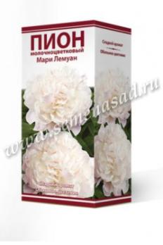 Пион Мари Лемуан  молочноцветковый (1шт) 2-3 разбор