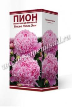 Пион Месье Жюль Эли 2-3 (1шт) 90-100см молочноцветковый