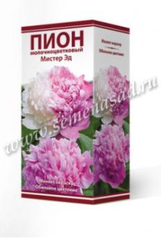 Пион Мистер Эд  молочноцветковый (1шт) 2-3 разбор