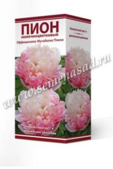 Пион Оффициналис Мутабилис Плена  молочноцветковый (1шт) 2-3 разбор