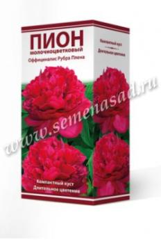 Пион Оффициналис Рубра Плена  молочноцветковый (1шт) 2-3 разбор